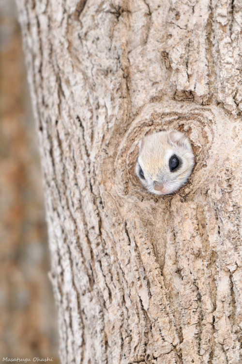 xnightmelody:  giraffeinatree:  Even the flying squirrels in Japan look like adorable little anime characters by Masatsugu Ohashi  //Squealing <33 