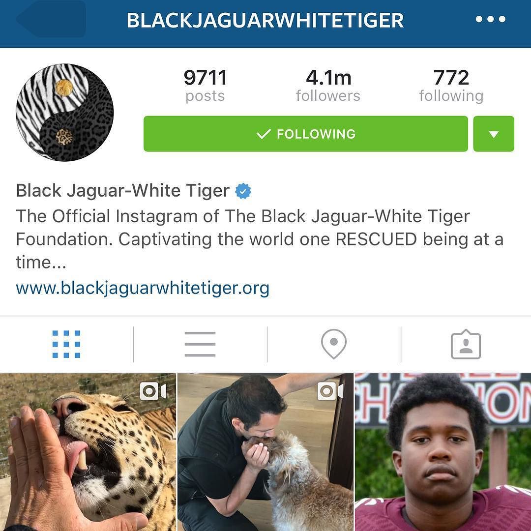 One of the best accounts to follow. It makes me happy 😊 @blackjaguarwhitetiger
