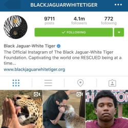 One of the best accounts to follow. It makes me happy 😊 @blackjaguarwhitetiger by nikkibenz