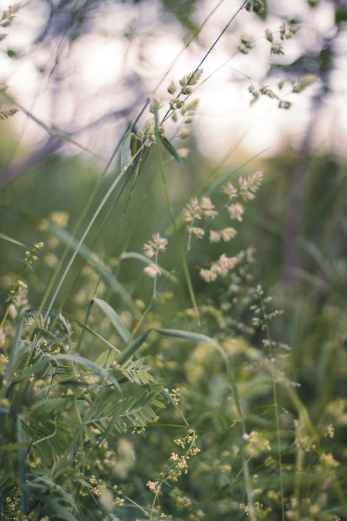 rabbitinthemeadow:A soft and breathy melody, labored and dripping with the sweetness of nectar // Pa