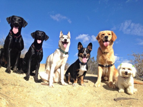 babyanimalgifs:  they’re all good dogs. (via @emgalasso)