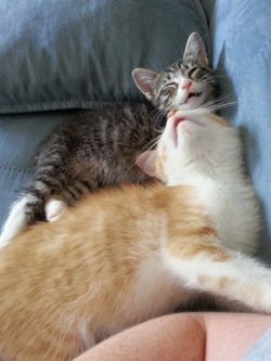 derpycats:  Axle and Rivet: two sleepy derpy kittens. &lt;3