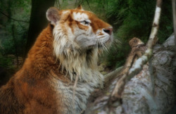 earthlynation:  Golden Tiger by Alida Jorissen