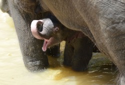 buzzfeed:  This 7-day-old elephant is having the BEST day going for a swim with mom. 