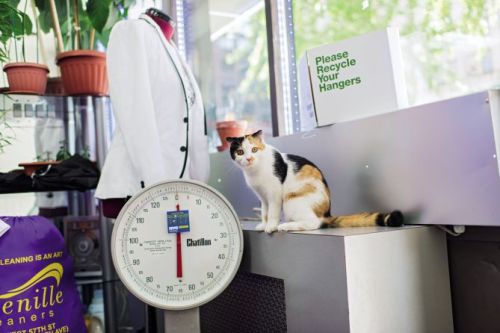 catsbeaversandducks:Meet the Wonderful and Hard-Working Shop Cats of New YorkNew York cats aren’t ju