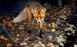 magicalnaturetour:  Spirit of the forest by OrangeRoom  