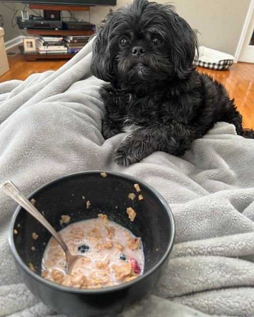 <p>Lester here. Happy Monday from me, your boy Lester. Here’s a photo dump of me doing stuff. And also not doing stuff.</p>

<p>#lesterpawfus #shihtzu #shihtzusofinstagram #photodump #laundryhelper #specialkwithredberries  (at Ridgetop, Tennessee)<br/>
<a href="https://www.instagram.com/p/CWCN8Wxr9-Y/?utm_medium=tumblr">https://www.instagram.com/p/CWCN8Wxr9-Y/?utm_medium=tumblr</a></p>