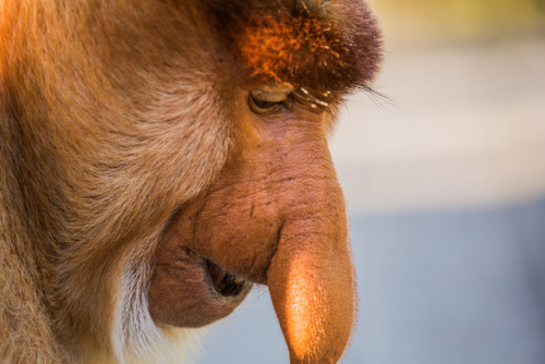 slumbermancer: proboscismonkey: proboscismonkey: Pictured: a proboscis monkey intensely enjoying a p