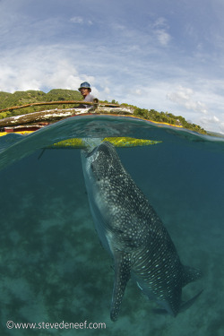 bewareofsharks:  Fisherman handing out snacks