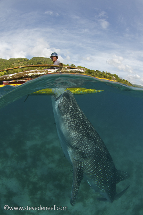 Porn photo bewareofsharks:  Fisherman handing out snacks