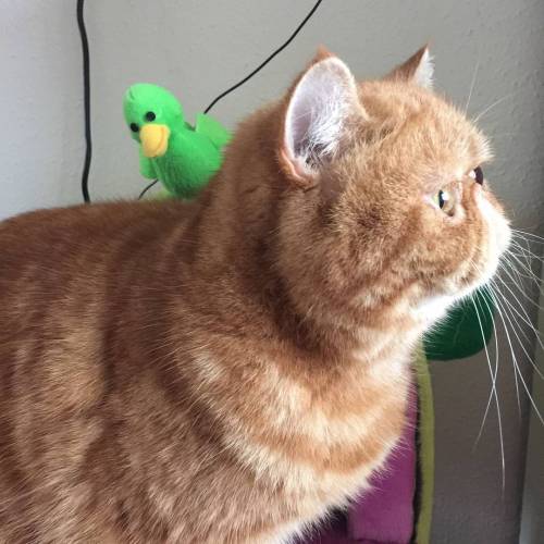 There&rsquo;s a bird on my back. Your argument is invalid #rosywhiskerton #whiskerwednesday #squishy