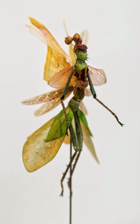 Fairy insect sculptures by Cedric Laquieze.