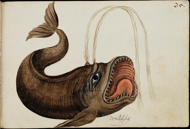 design-is-fine:  The Batavia Journal, 1669 - 1682. These illustrations come from