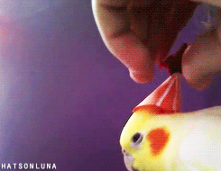 hatsonluna:  Luna and the Welcome Party Hat! Wow! over 4500 followers!!!! Luna and I want to thank you and welcome you personally to our blog :) This time in the form of gifs made by the oh-so-lovely a-pathetic-fangirl.  (See the original video here)
