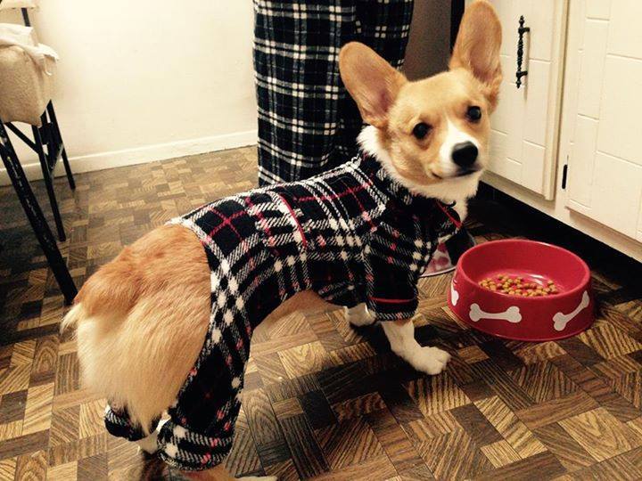signsignified:  corgiaddict:  “I don’t always wear pajamas, but when I do, I
