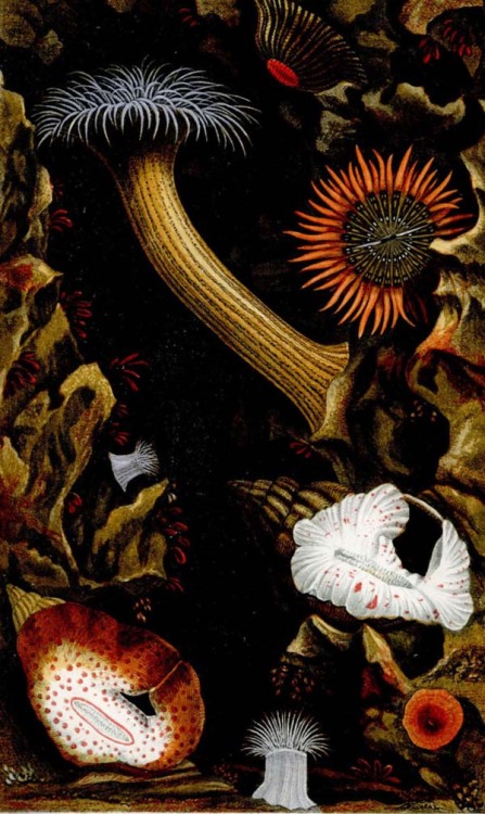 boudhabar: Corals & Sea Anemones - 1860 - Philip Henry Gosse 