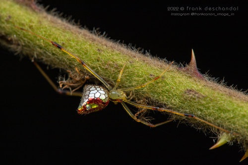 Mirror-ball Spider, Thwaitesia Pulcherrima, Theridiidae