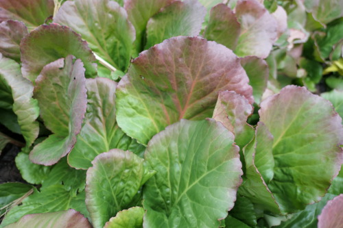 Bergenia cordifolia — heartleaf bergenia