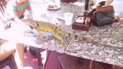 calibrashuns: I WENT TO THE CAFE DOWN THE STREET AND THERE WERE A BUNCH OF PEOPLE THERE CELEBRATING THIS LIZARDS BIRTHDAY HE HAS A LITTLE PARTY HAT 