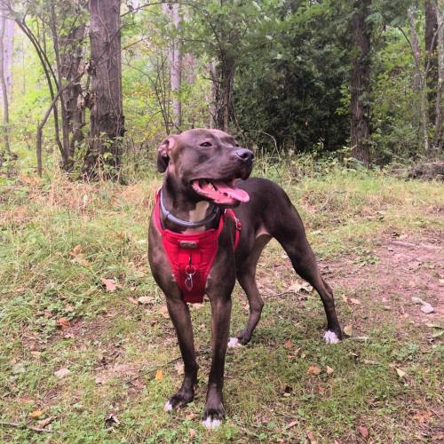 A little hiking with @cindylouwhodog . #dogsofinstagram #adoptdontshop #dontbullymybreed #pitbull #h