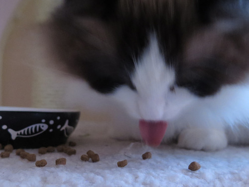 primaryconsumer:finally found a way to feed the cats so the rabbits can’t storm in and steel their f
