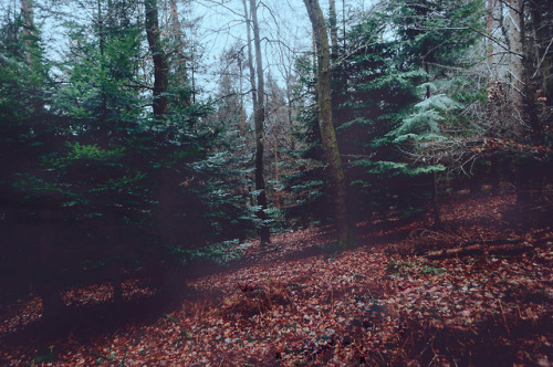 pixelcoder: Hide and Seek - German Woodlands - January 2k18 Prints  | Instagram