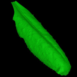 bbsrc:  Improving Leaf Structure for better crops A BBSRC-funded team from the Universities of Sheffield and Nottingham has imaged the intricate pathway of small air channels (yellow) within leaves which, until now, have been very difficult to visualize