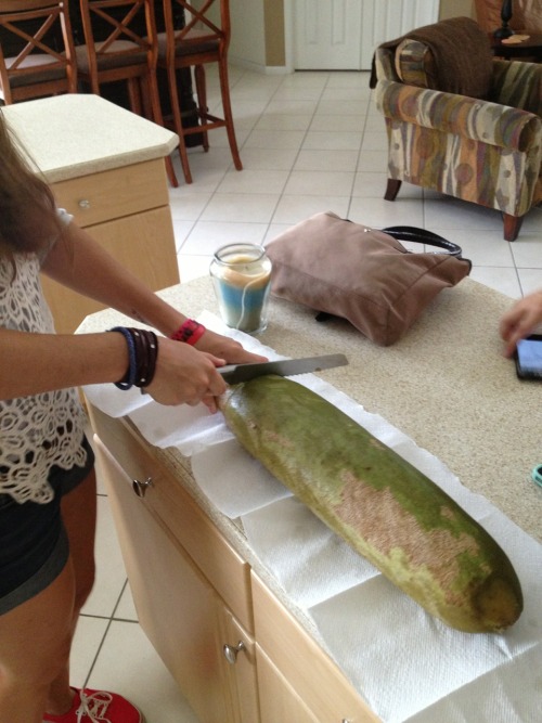 tkingfisher: biodiverseed: zlayaevreika: odumb: this is a giant cucumber that we found hanging from 