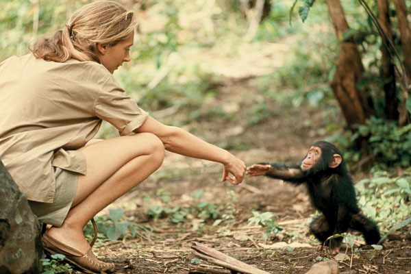 dolm:A simple gesture between Jane Goodall and the small chimpanzee Flint transforms