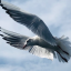 alightingdove
