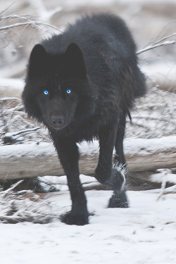 motivationsforlife:  Black Wolf by Dan Newcomb