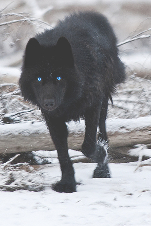 Porn Pics motivationsforlife:  Black Wolf by Dan Newcomb