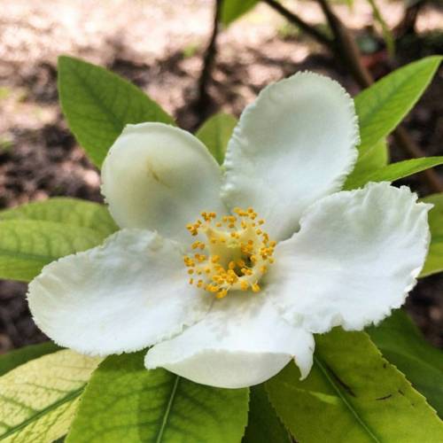 Gordonia lasianthus is in the tea family Theaceae. Commonly known as Loblolly Bay, it is native to t