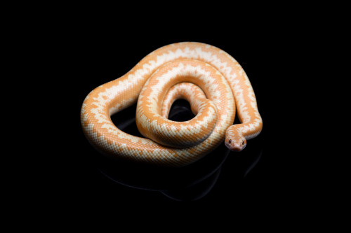 Astra (Limburg albino het snow rosy boa)