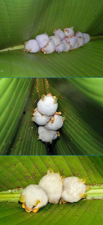 llttlemermaid:cunningvelociraaptor:Honduran White Bats - aka: wild cotton balls in their natural hab