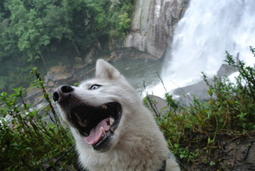 IM IN YR NATUREZ, PHOTOBOMBING YR WATERFALLZ