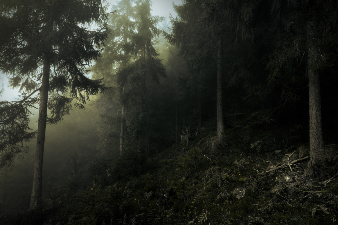 phoenixfeatherxlight:   ©Andrea Effulge~all rights reserved~Feel most welcome to