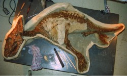 s-c-i-guy:  Baby Dinosaur Skeleton Unearthed