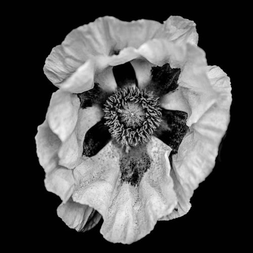Poppy #whitepoppy #peace #plant #flowers #flower #flowersofinstagram #blackandwhite #sonya7riii #gar