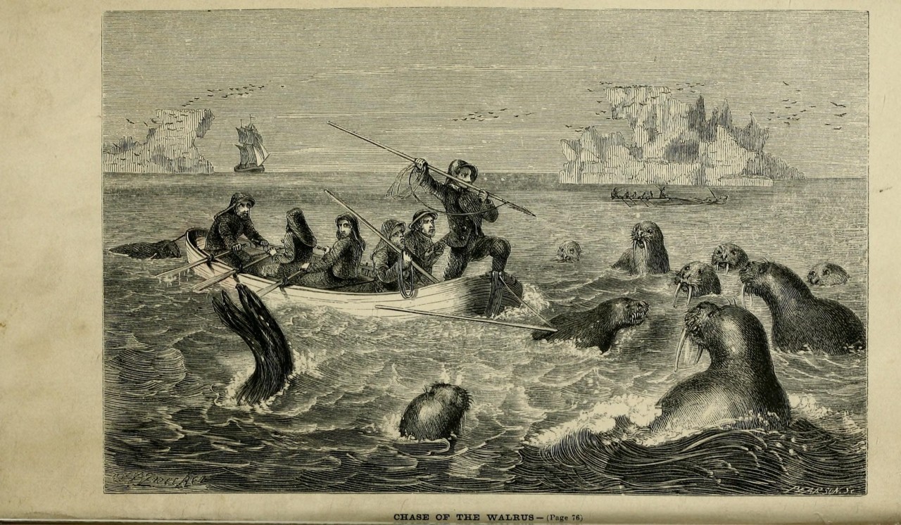 🦭 Seasons with the Sea-Horses: .
London, 1861.