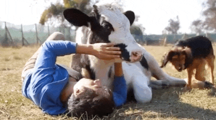 dodosite:In what may be the sweetest video of all time, a bull gets his cuddle on with a boy and a d