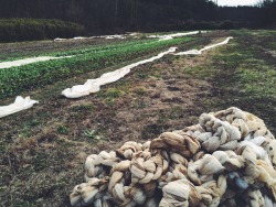 smokesignalsbaking:  Winter clean up and harvest.