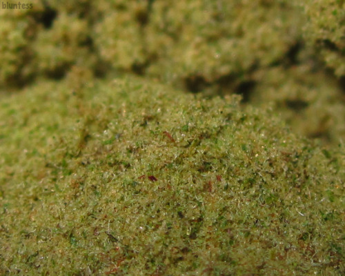 coffeepotsmokin: bluntess:  humanssuckweedrocks:  bluntess:  macro into a pound of kief ok  Fuck tha