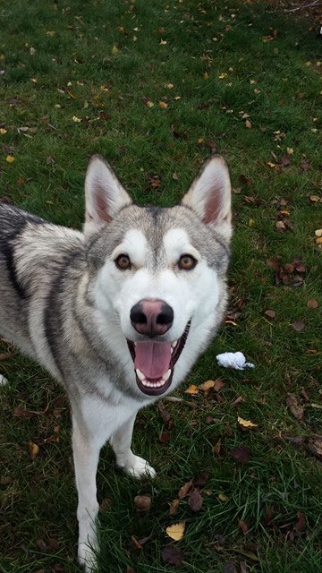 pupcontent:  Orion loves his new flirt pole! It makes for a great way to get his attention for pictures, lol 