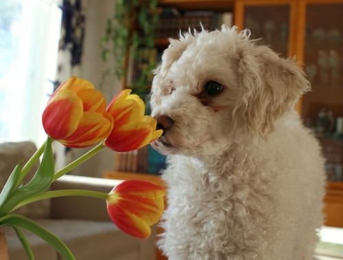 taidehoro:My puppy loves flowers and my new kånken