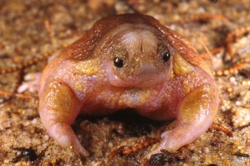 coolthingoftheday:TOP TEN COOLEST FROGS1. Glass frog2. Camouflaged toads3. Waxy monkey tree frog4. V