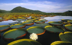 travelingcolors:  Pantanal Matogrossense