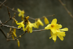 twilightsolo-photography:  First Bloom Forsythia