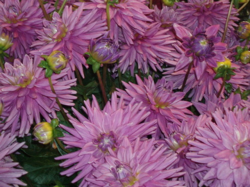 Pike Place Market in August II: Summer Flowers, Seattle, 2007.