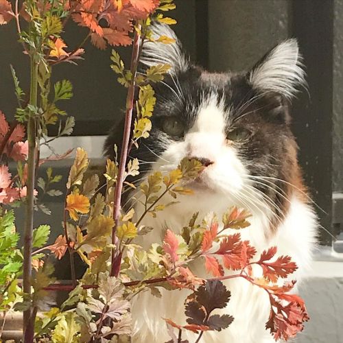 暖かくなってきたら、香菜も紅葉してきたね。 #老猫 #老猫のいる生活 #oldcat www.instagram.com/p/CMLvXh4DChp/?igshid=1iw9p8rkw